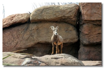 Tucson (20)   Bighorn Sheep